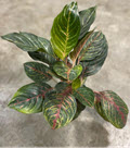 6" Aglaonema Rubi